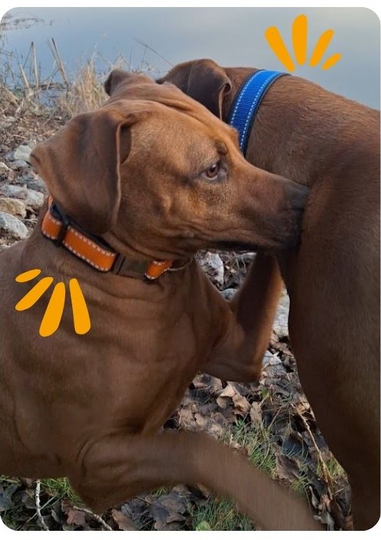 Obojky pro psy na míru Proč se vyplatí a jak vybrat ten nejlepší Ručně šité obojky jsou stále oblíbenější mezi majiteli psů, kteří chtějí svým parťákům dopřát maximální pohodlí, bezpečí i styl. U  (4)